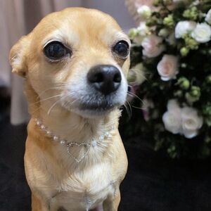 Fancy Pearl Rhinestone HeartbDog Bling Necklace Collar